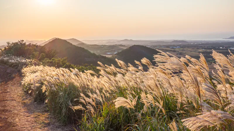 Jeju Autumn Nature & Scenic Tour