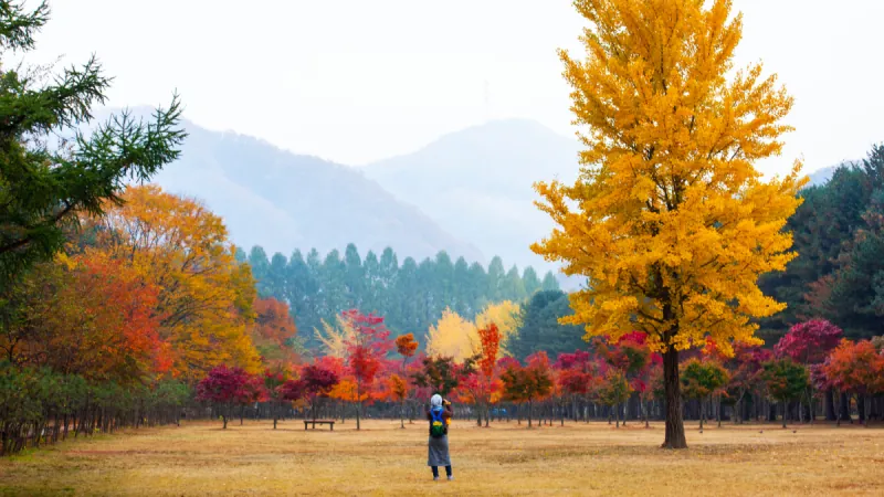 Nami Island Tour from Seoul