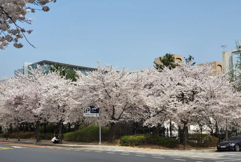 Seoul Cherry Blossom Private Tour