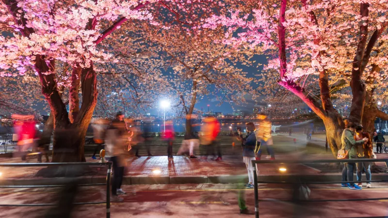 Seoul Cherry Blossom Private Tour