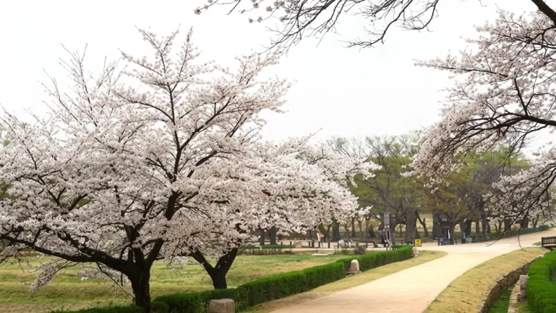 Busan Cherry Blossom Private Tour