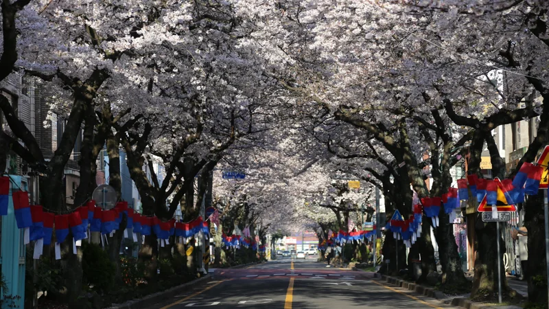 Jeju Cherry Blossom & Spring Scenic Private Tour