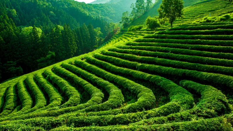 Jeju Tea Culture & Premium Tea Experience