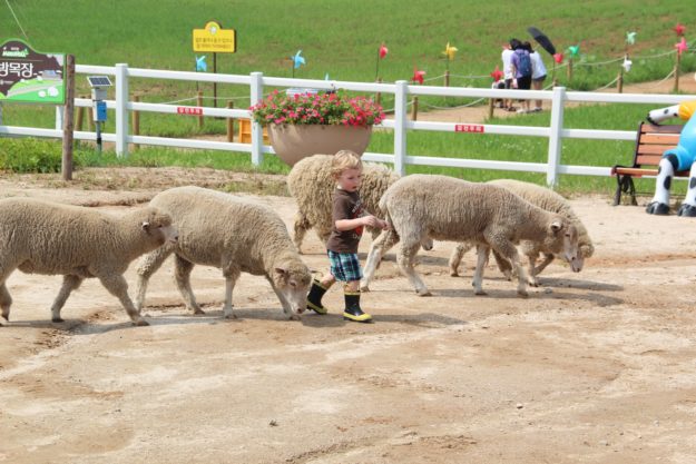 Anseong Farmland, Korea