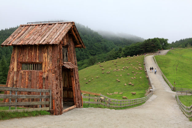 Daegwallyeong Sheep farm