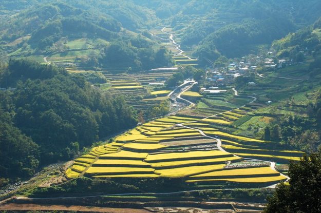 Terraced rice fields of Hamyang.