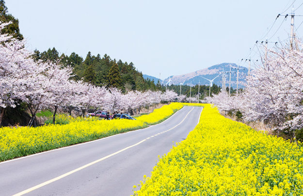 Jeju Cherry Blossom Festiva