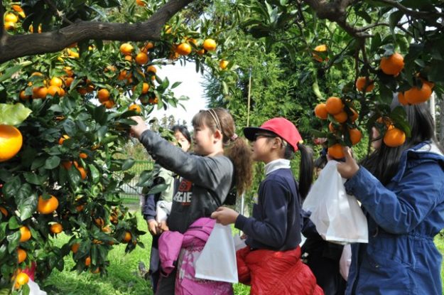 Children picking Jeju Mandarins at a farm.