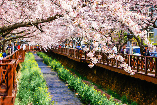 Cherry blossoms in full bloom along Yeojwacheon Stream during the Jinhae Cherry Blossom Festival.