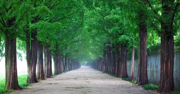 Metasequoia lined Road
