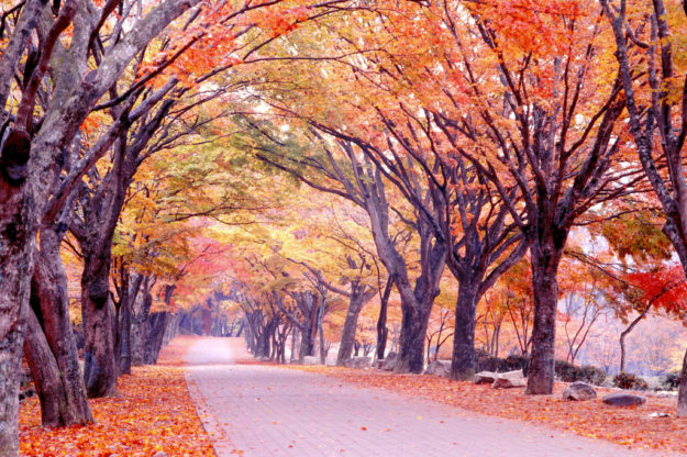 Naejangsan National Park