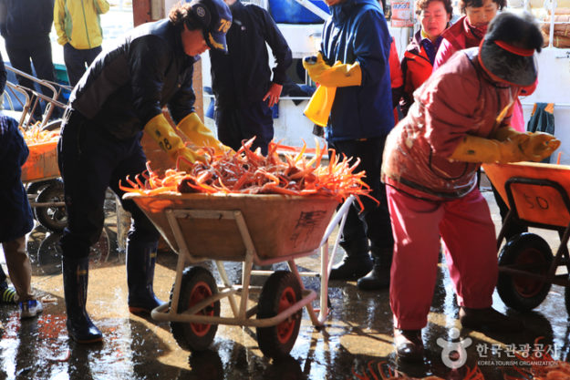 Stall vendor loading up a wheel barrow full of crabs at Yeongdeok Crab Village