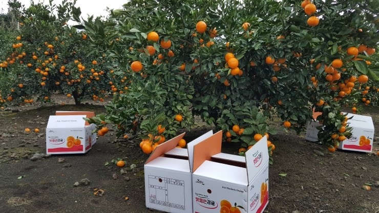 Celebrating Tangerine Season