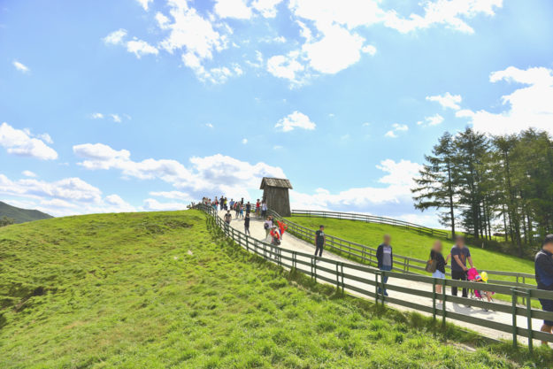 Daegwallyeong Sheep Farm Daegwallyeong-Sheep-Farm