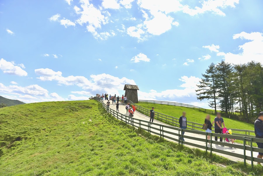 Daegwallyeong Sheep Farm | This is Korea Private Tour