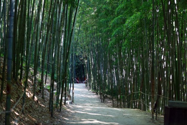 담양_죽녹원_7월26일_(11)