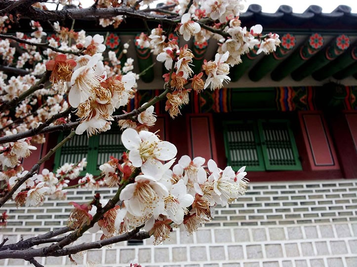Cheongdokgung: The Prospering Virtue Palace