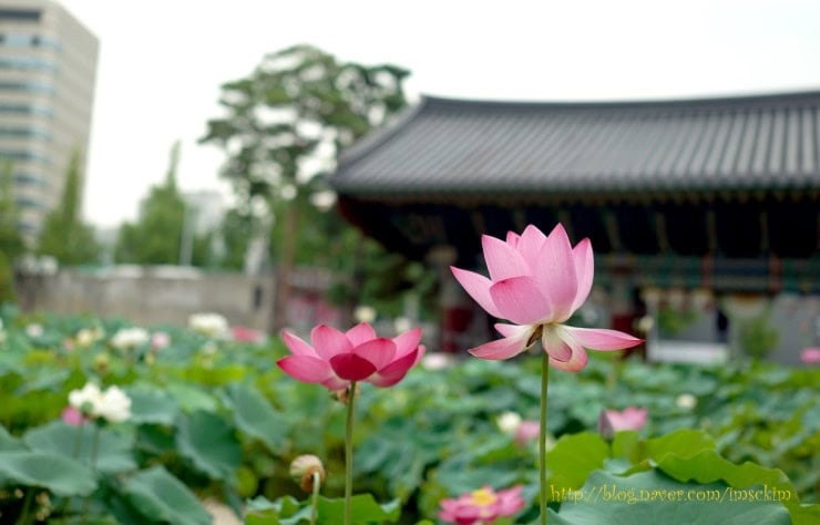 Jogyesa: Home of Korean Buddhism