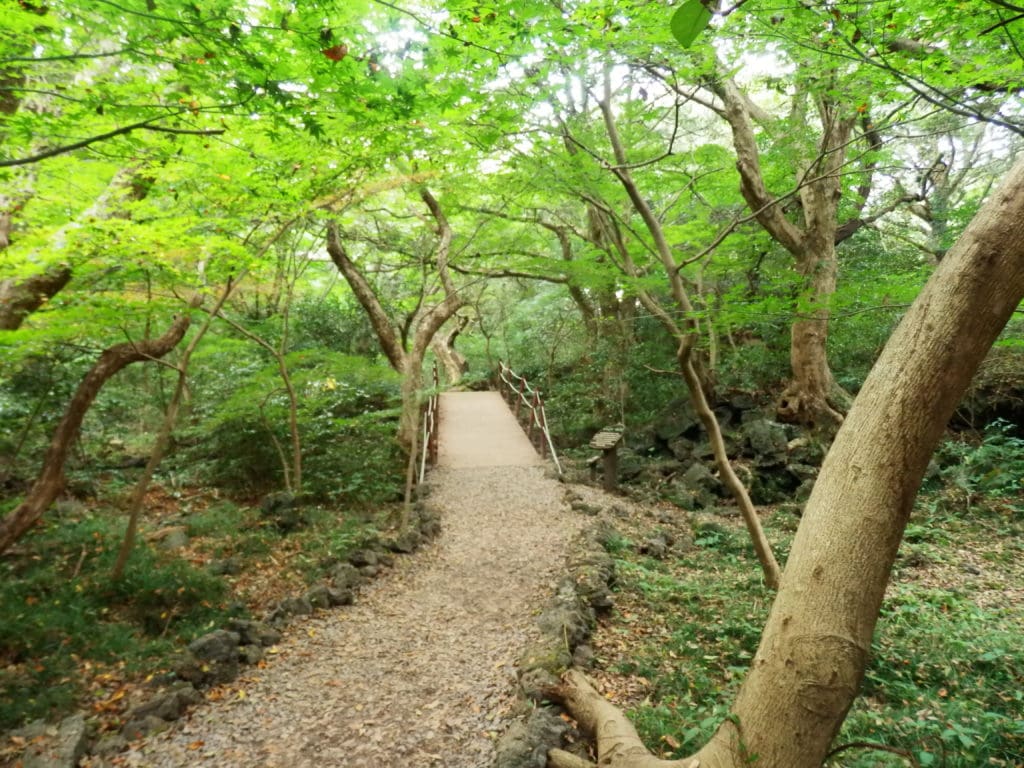 Bijarim Forest: The Forest that Enhances the Health