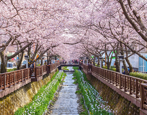 Cherry Blossom In Korea Jinhae | This is Korea Private Tour Agency