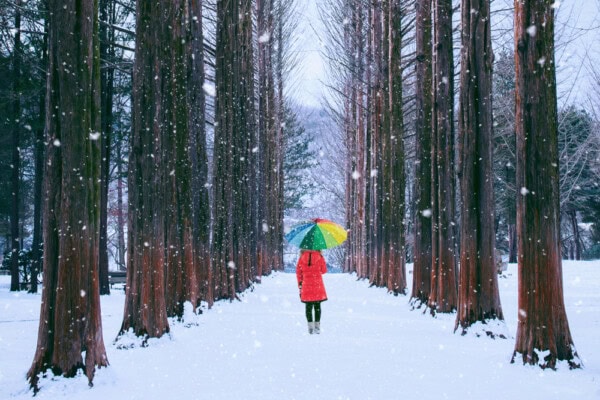 winter in korea nami island Snow at Nami Island
