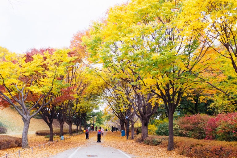 Seoul Autumn Foliage Tour This Is Korea Tours Seoul Autumn Foliage Tour This Is Korea Tours