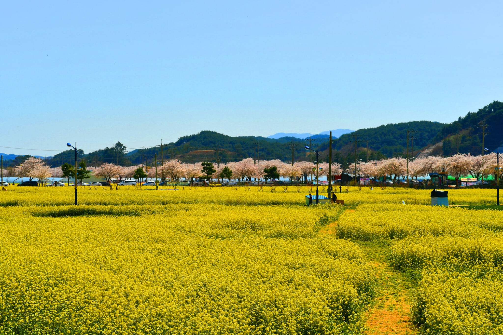2024 Spring Splendor In Korea Blossom Filled Adventures Await This 2024 Spring Splendor In Korea Blossom Filled Adventures Await This